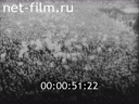 Footage frame