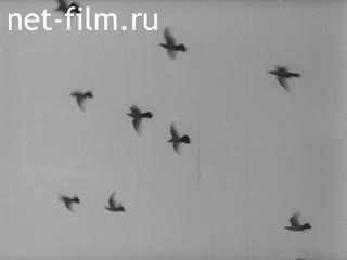Фильм У опасной черты. (1979)