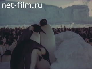 Movie The Discovery Of Antarctic. (1985)