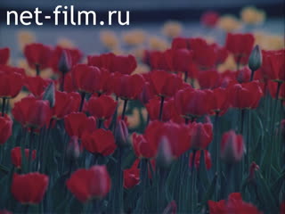 Фильм Наш Первомай. (1986)