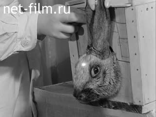 Кинохроника Луч Лазера в лечении больных. (1973)