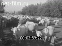 Кадр видео