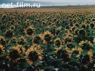 Movie The Letter. (1986)