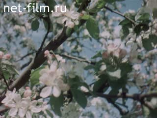 Фильм И помнит мир спасенный. (1980)