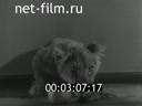 Footage frame