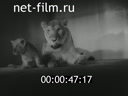 Footage frame