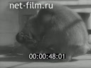 Footage frame