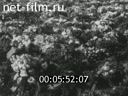 Footage frame