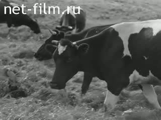 Киножурнал На Волге широкой №10 (1977)