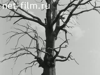 Киножурнал На Волге широкой №9 Возвращение жаворонка. (1989)