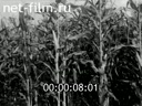 Footage frame