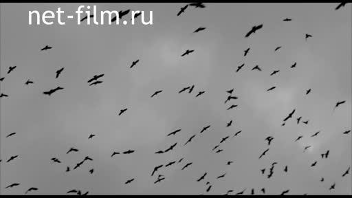 Киножурнал На Волге широкой №35 (1976)