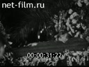 Footage frame