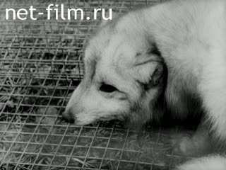 Киножурнал На Волге широкой №4 (1993)