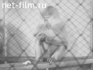 Newsreel Science and technology №12 XXX years of the October Socialist Revolution. (1947)