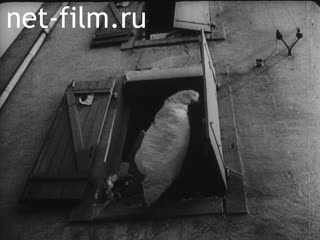 Кинохроника Неизвестная французская кинохроника №21059. (1940)