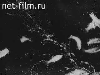Кинохроника Океанография. (1910-1919)