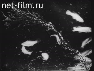 Кинохроника Океанография. Съдобные животные морских заливов. (1910-1919)