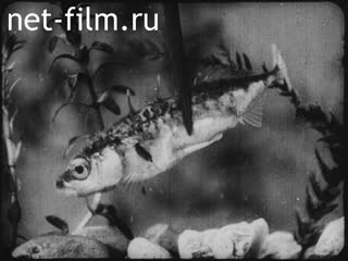 Кинохроника Рыба-колючка. (1910-1919)