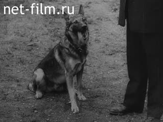 Footage Newsreel release "Tag im film". (1910-1919)