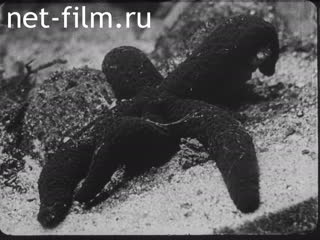 Кинохроника Жизнь в морских глубинах. Моллюски. (1910-1919)