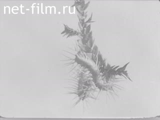 Footage Protective clothing and playing in nature. (1920-1929)