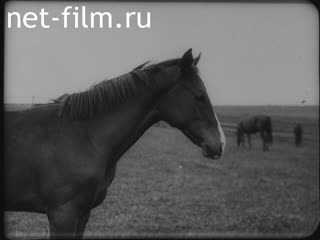 Footage Weekdays racehorse. (1920-1929)