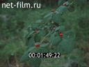 Секреты природы №17