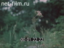 Секреты природы №17