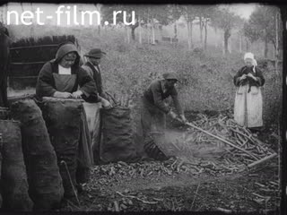 Footage The production of charcoal in England. (1910-1919)