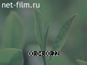 Новости дня / хроника наших дней №23-1987 Сезон охоты. Что случилось с чаем. Памяти художника