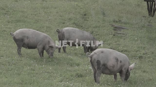 Титульная картинка