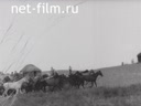 A herd of horses in the steppe