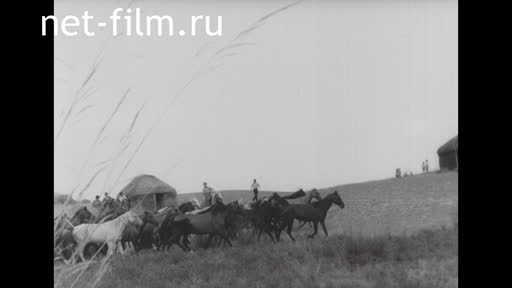 Footage A herd of horses in the steppe. (1975-1985)