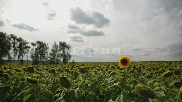 Титульная картинка