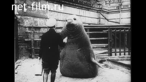 Footage Berlin zoo. (1930)