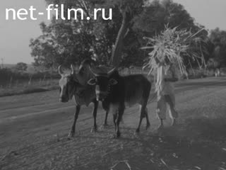 Новости Зарубежные киносюжеты №6106 (1979)