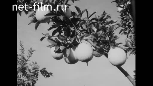 Новости Зарубежные киносюжеты №1920 (1969)