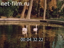 Footage frame