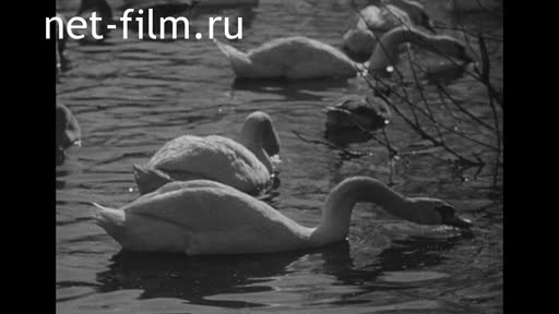 Кинохроника Московский зоопарк. (1940)