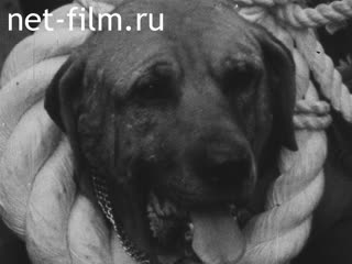 Новости Зарубежные киносюжеты №3290 (1972)