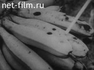 Новости Зарубежные киносюжеты №1714 (1968)