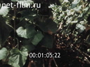 Footage frame