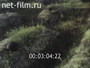 Footage frame