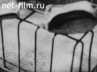 Movie Almetyevneft.We are 20 years old. (1990)