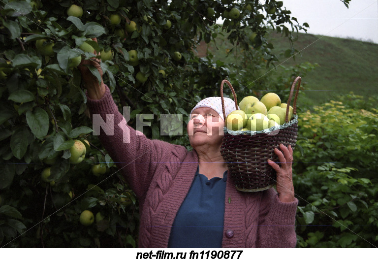 A resident of the village of Zur Serdek of the Kukmor district during the apple harvest.
