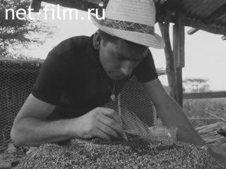 News Foreign newsreels №1178 (1965)