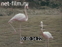 Footage frame