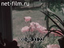 Footage frame