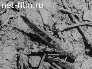 Новости Зарубежные киносюжеты №2158 (1969)